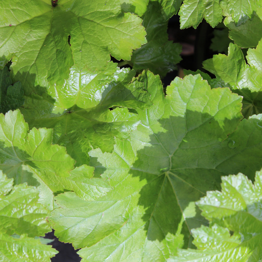 Darmera peltata Image
