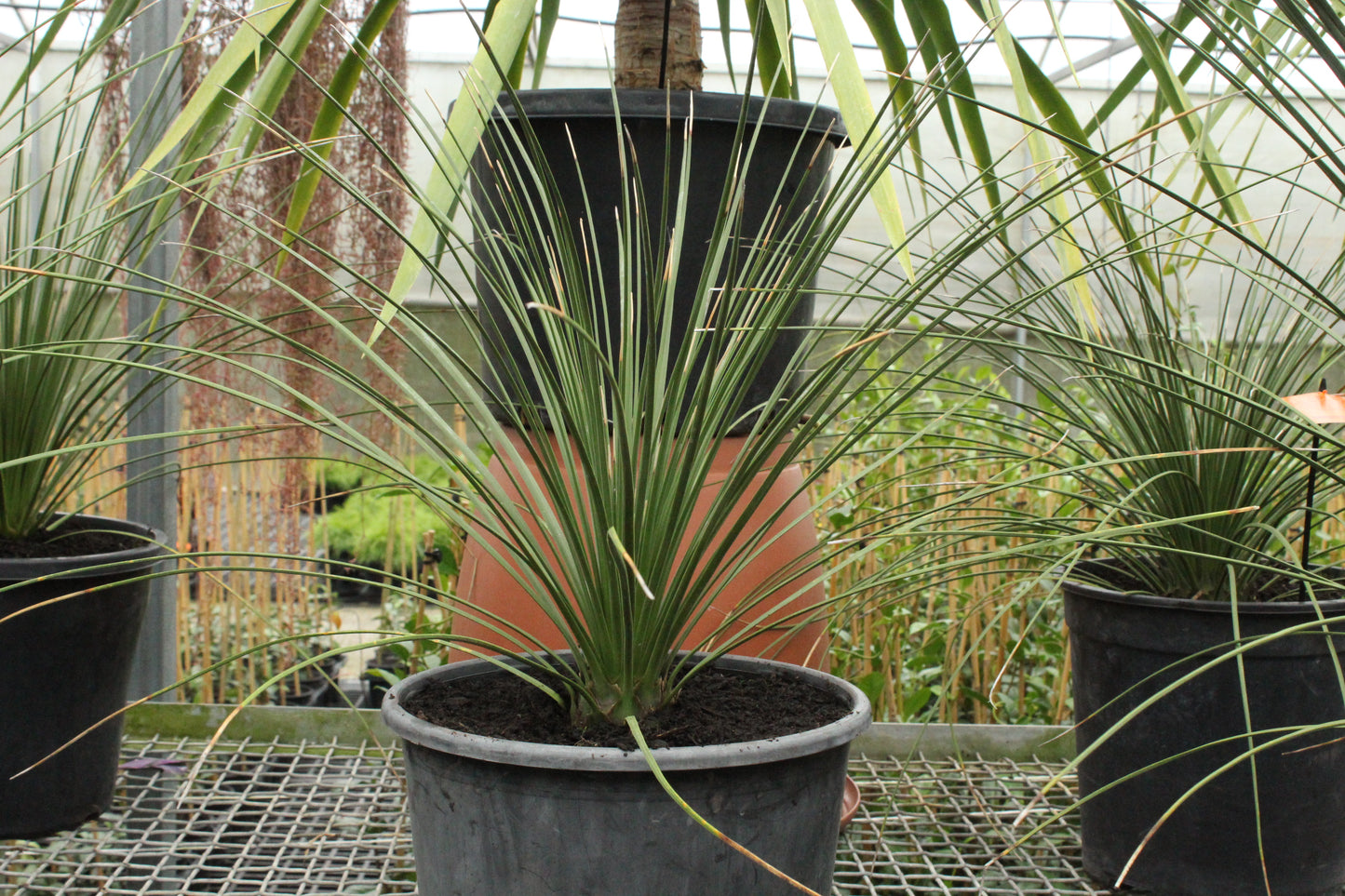 Dasylirion longissimum