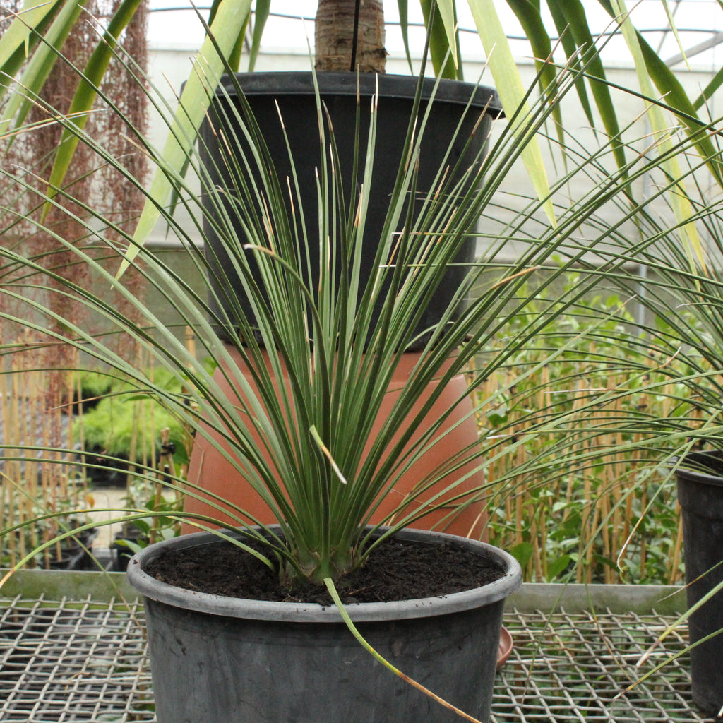Dasylirion longissimum Image