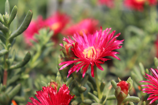 Delosperma cooperi 2