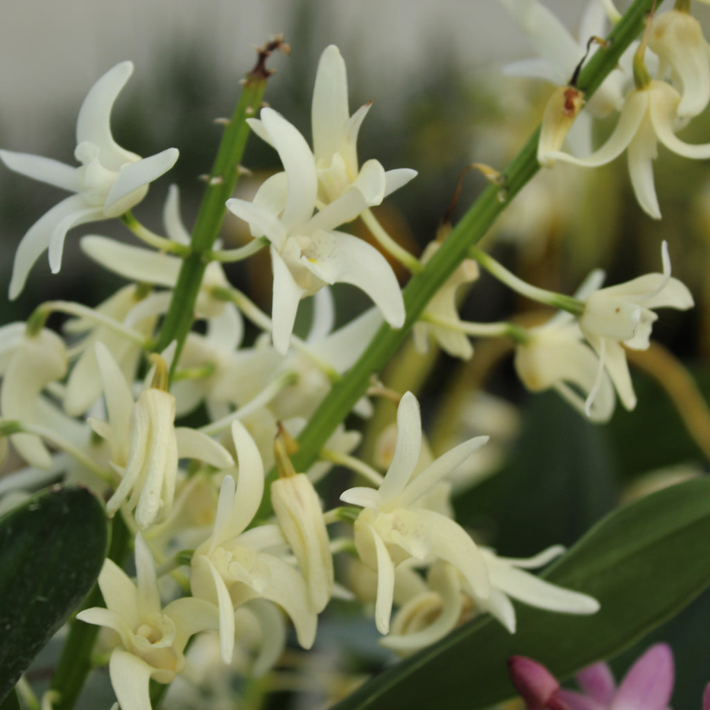 Dendrobium kingianum Alba Image