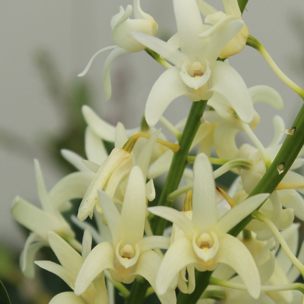 Dendrobium kingianum Alba Image