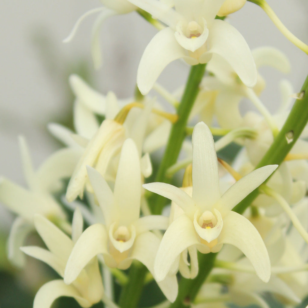 Dendrobium kingianum Alba Image