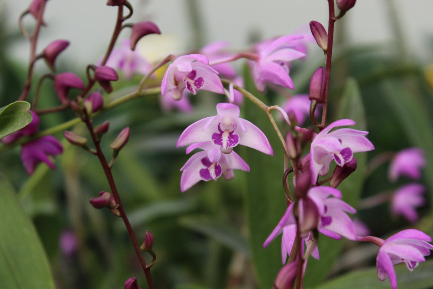 Dendrobium pink.