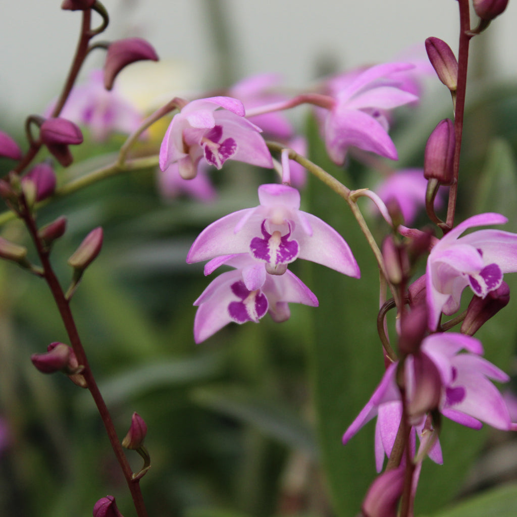 Dendrobium pink Image