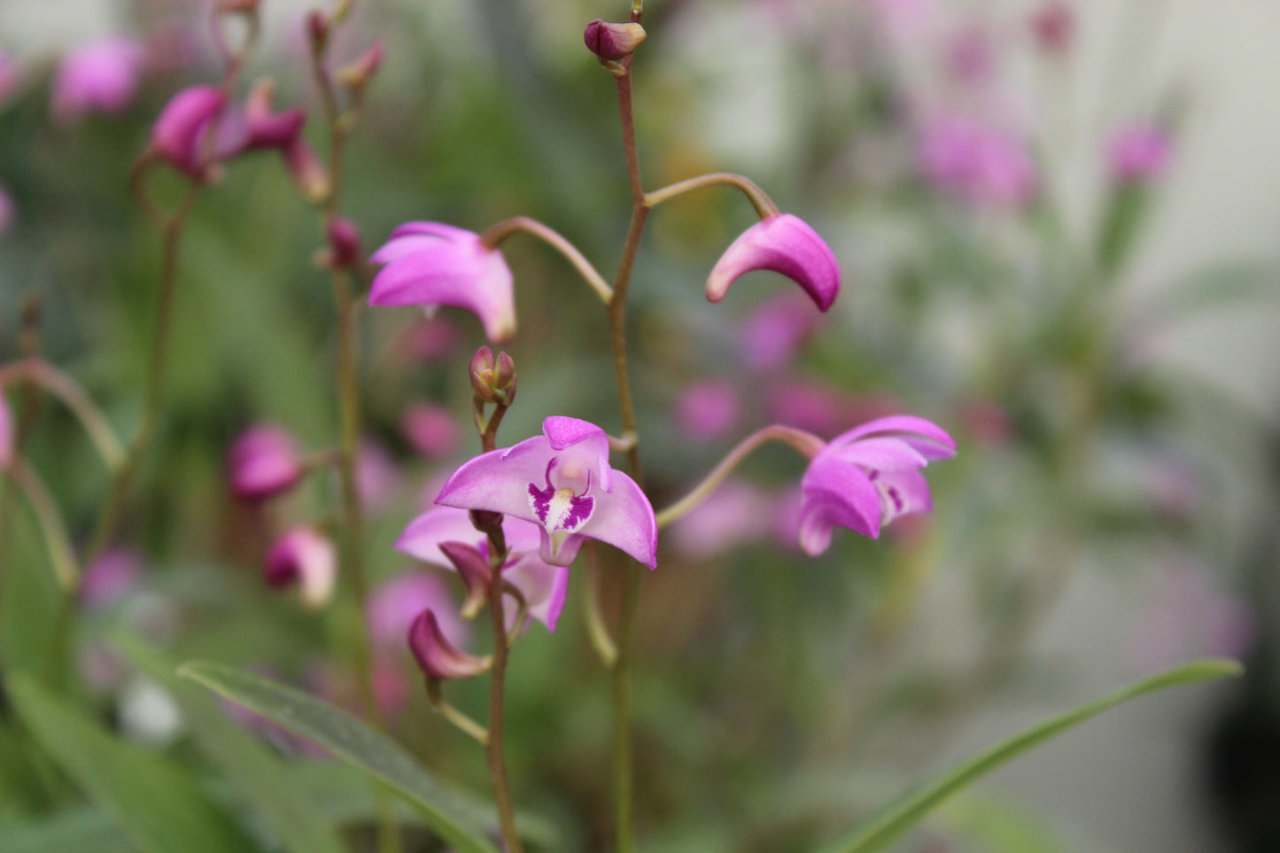 Dendrobium pink 2