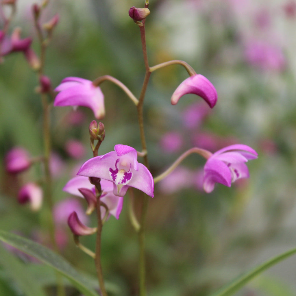 Dendrobium pink Image