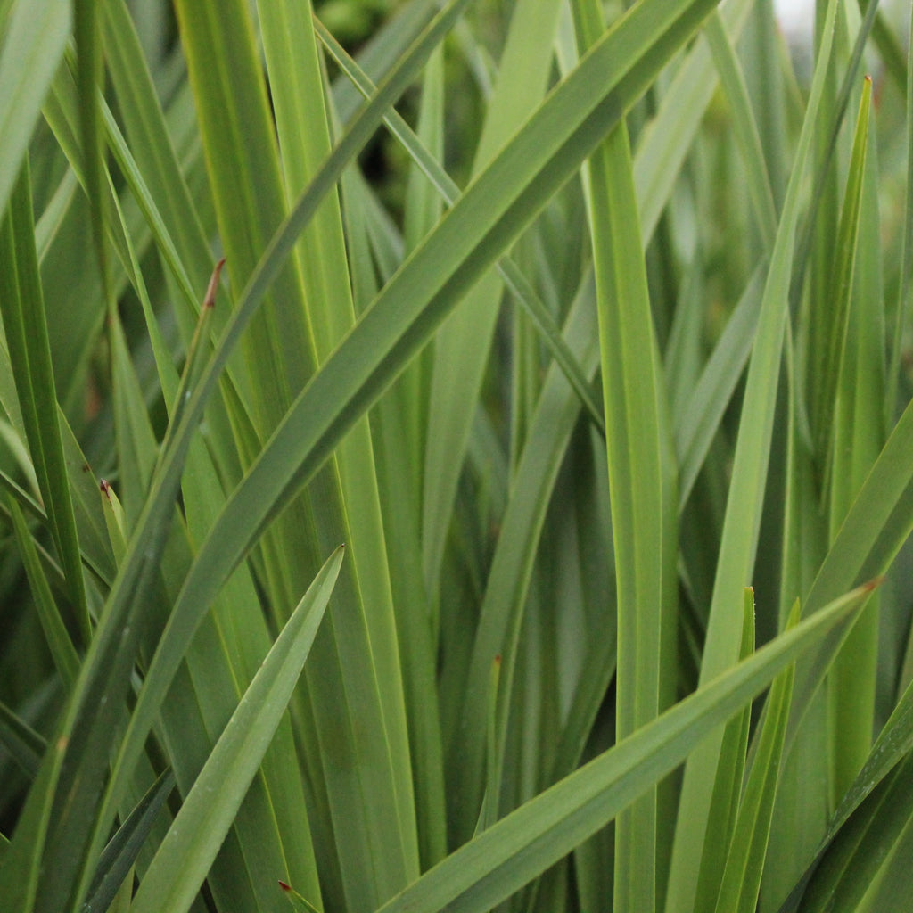 Dianella Kentlyn Image