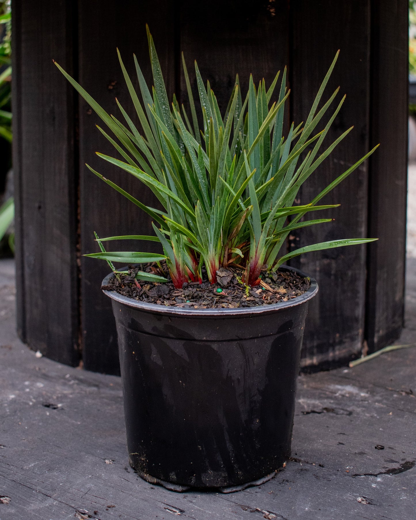 Dianella Little Rev 2