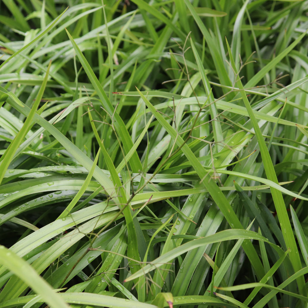 Dianella nigra Image