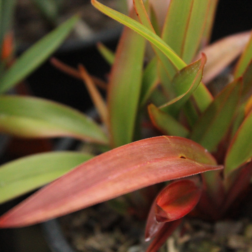 Dianella tasmanica Tas Red Image