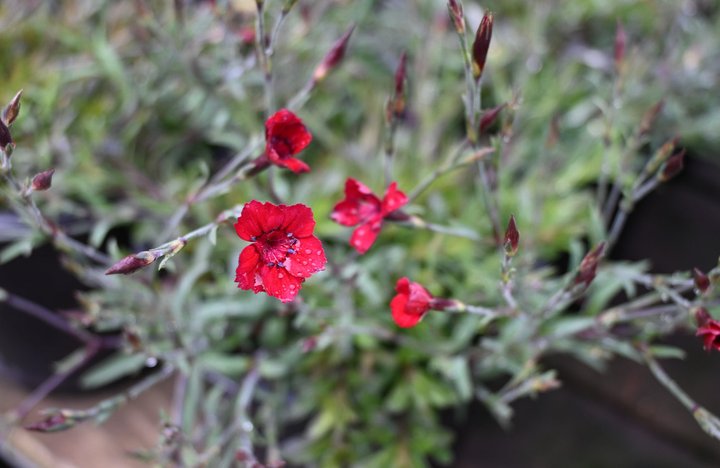 Dianthus Flashing Lights