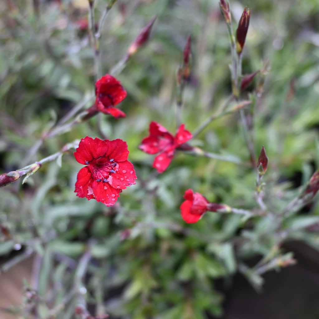 Dianthus Flashing Lights Image
