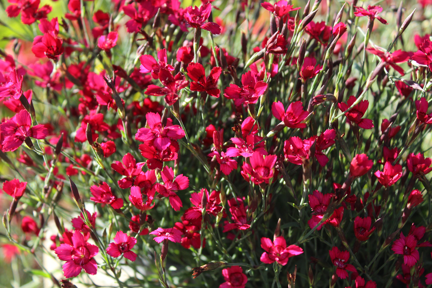 Dianthus Flashing Lights 2