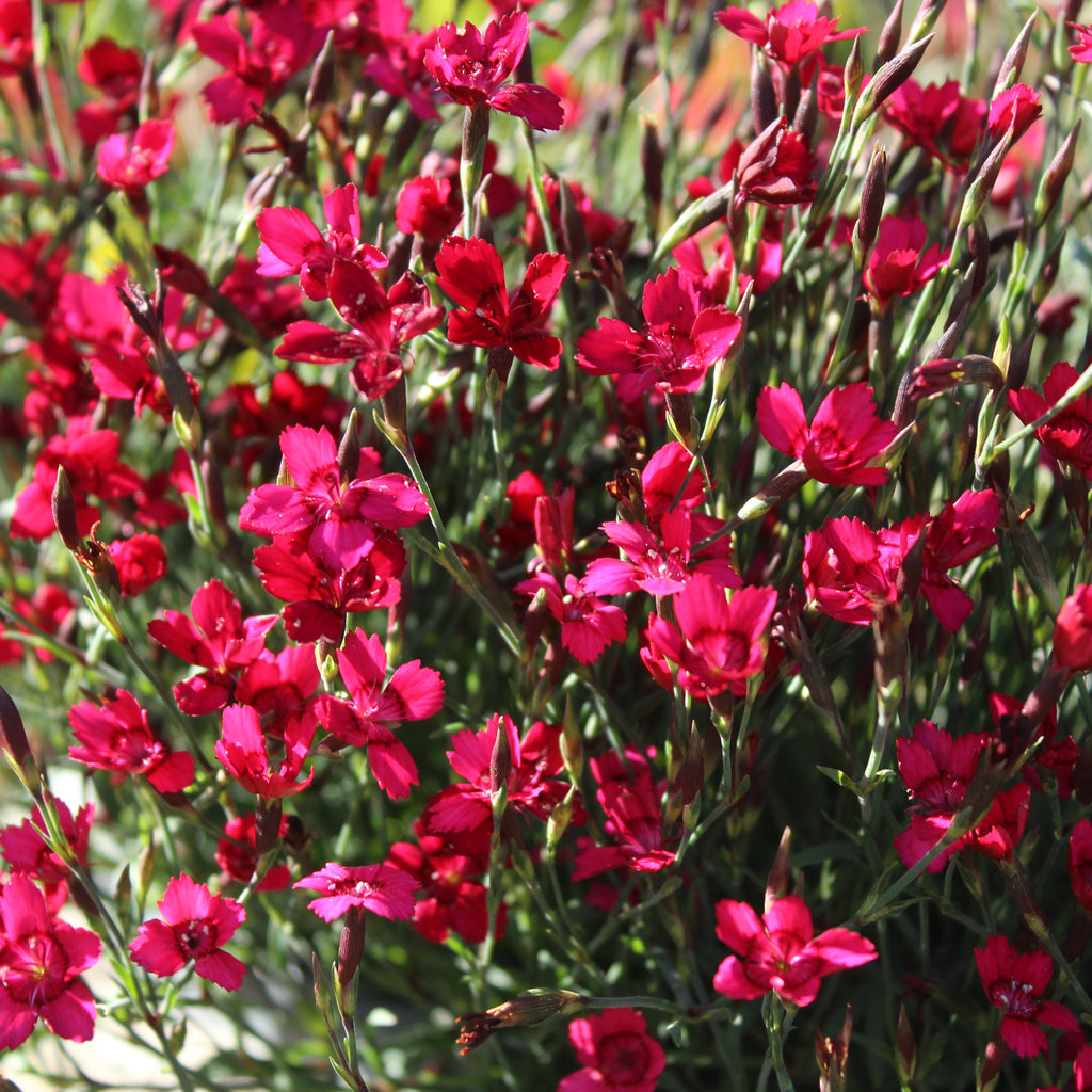 Dianthus Flashing Lights Image