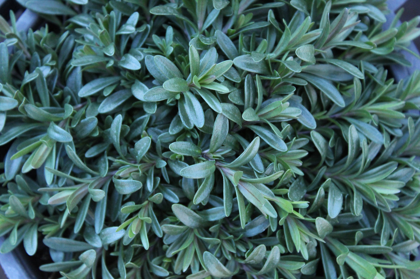 Dianthus Flashing Lights 3