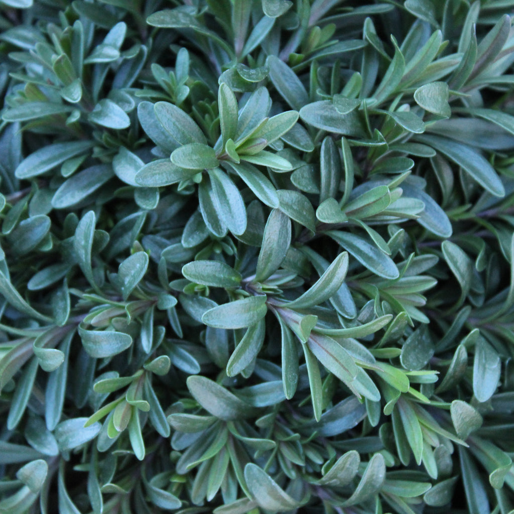 Dianthus Flashing Lights Image