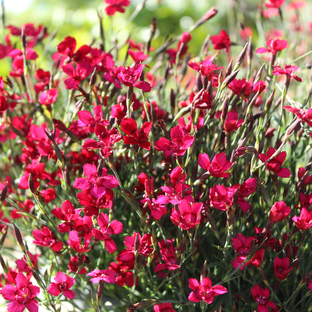 Dianthus Flashing Lights Image