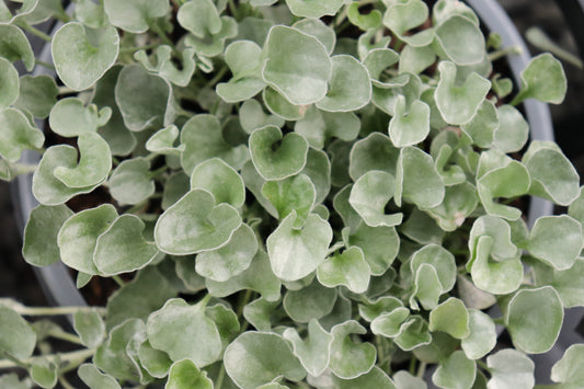 Dichondra Silver Falls