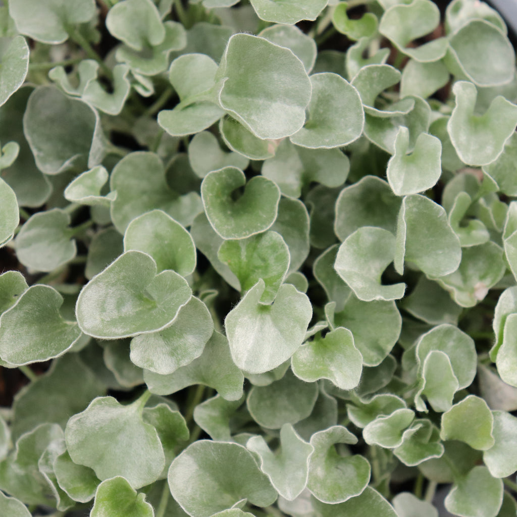 Dichondra Silver Falls Image