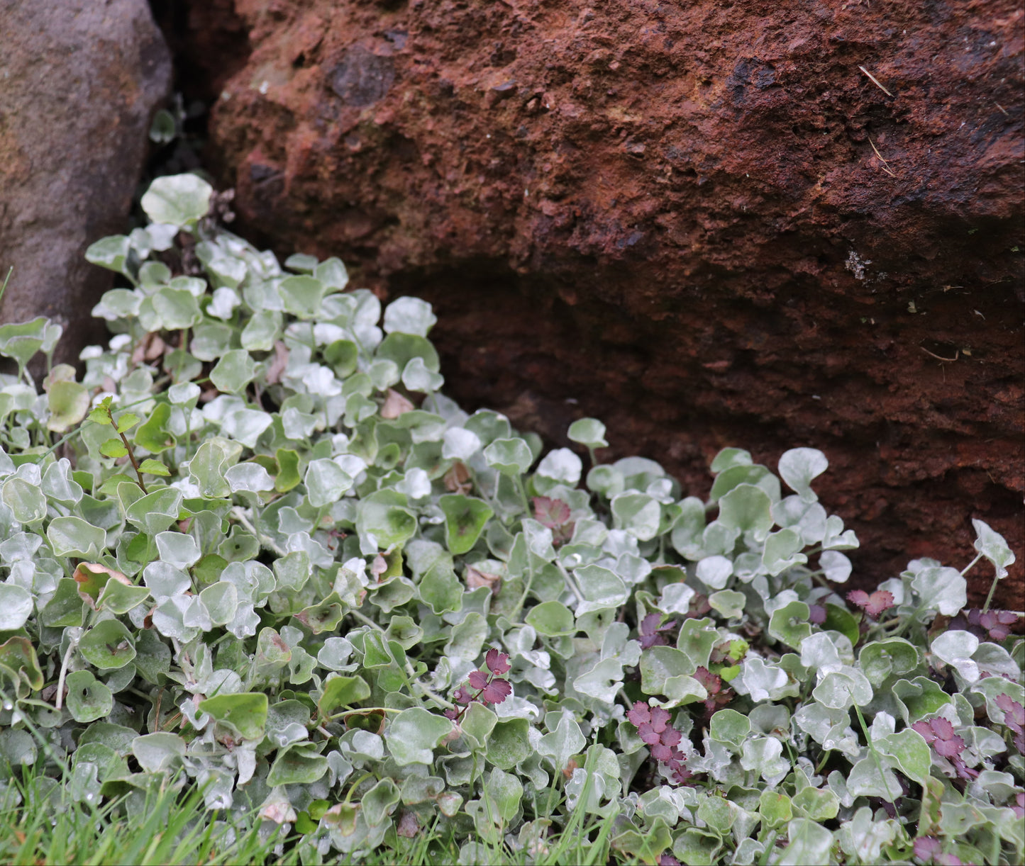Dichondra Silver Falls 2