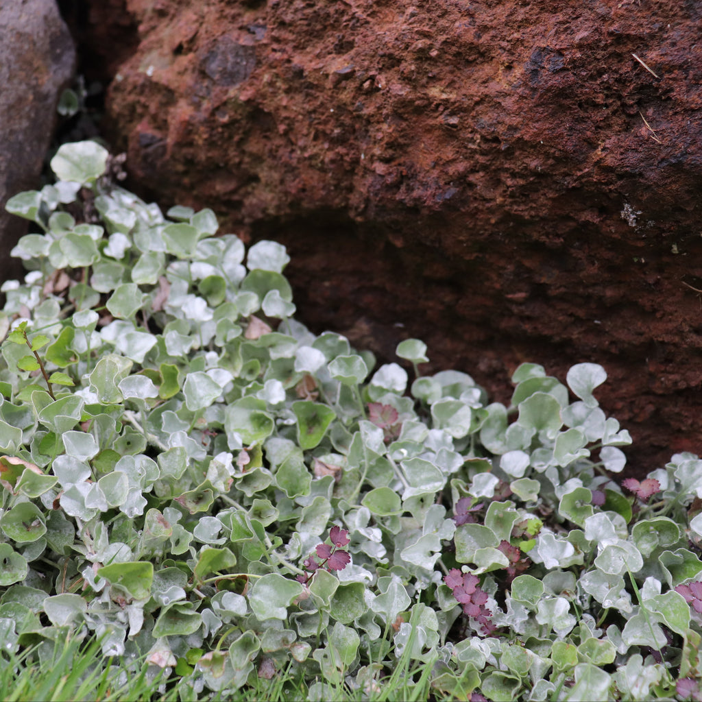 Dichondra Silver Falls Image