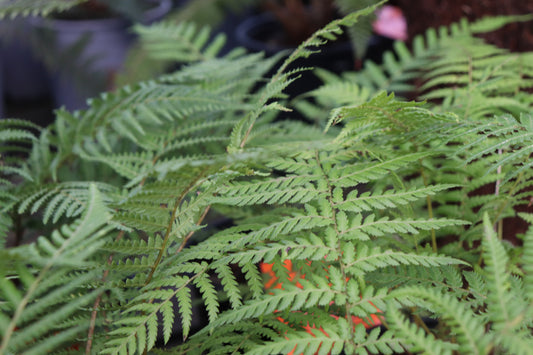 Dicksonia Antarctica
