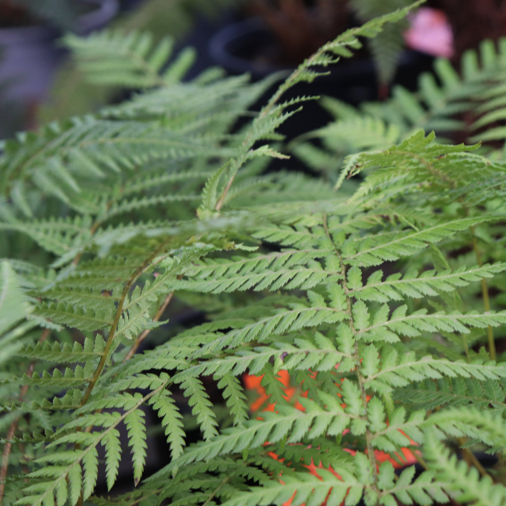 Dicksonia Antarctica Image