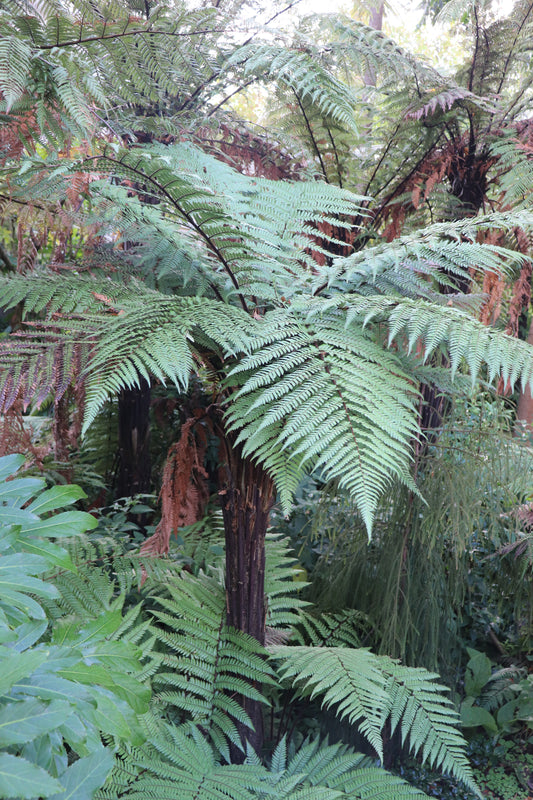 Dicksonia squarrosa 4