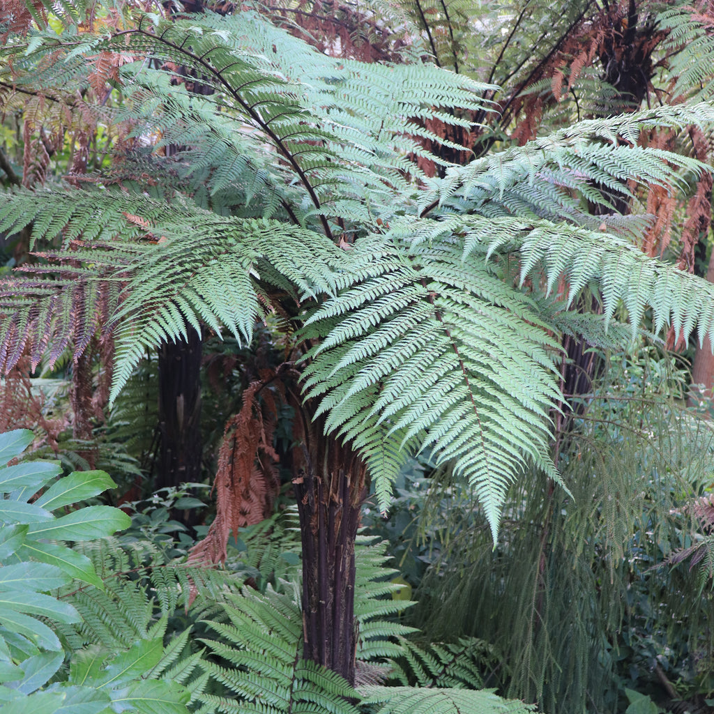 Dicksonia squarrosa Image