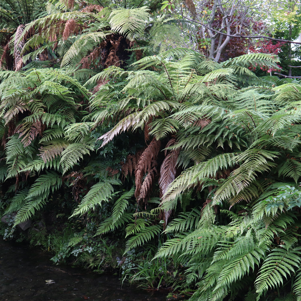Dicksonia squarrosa Image