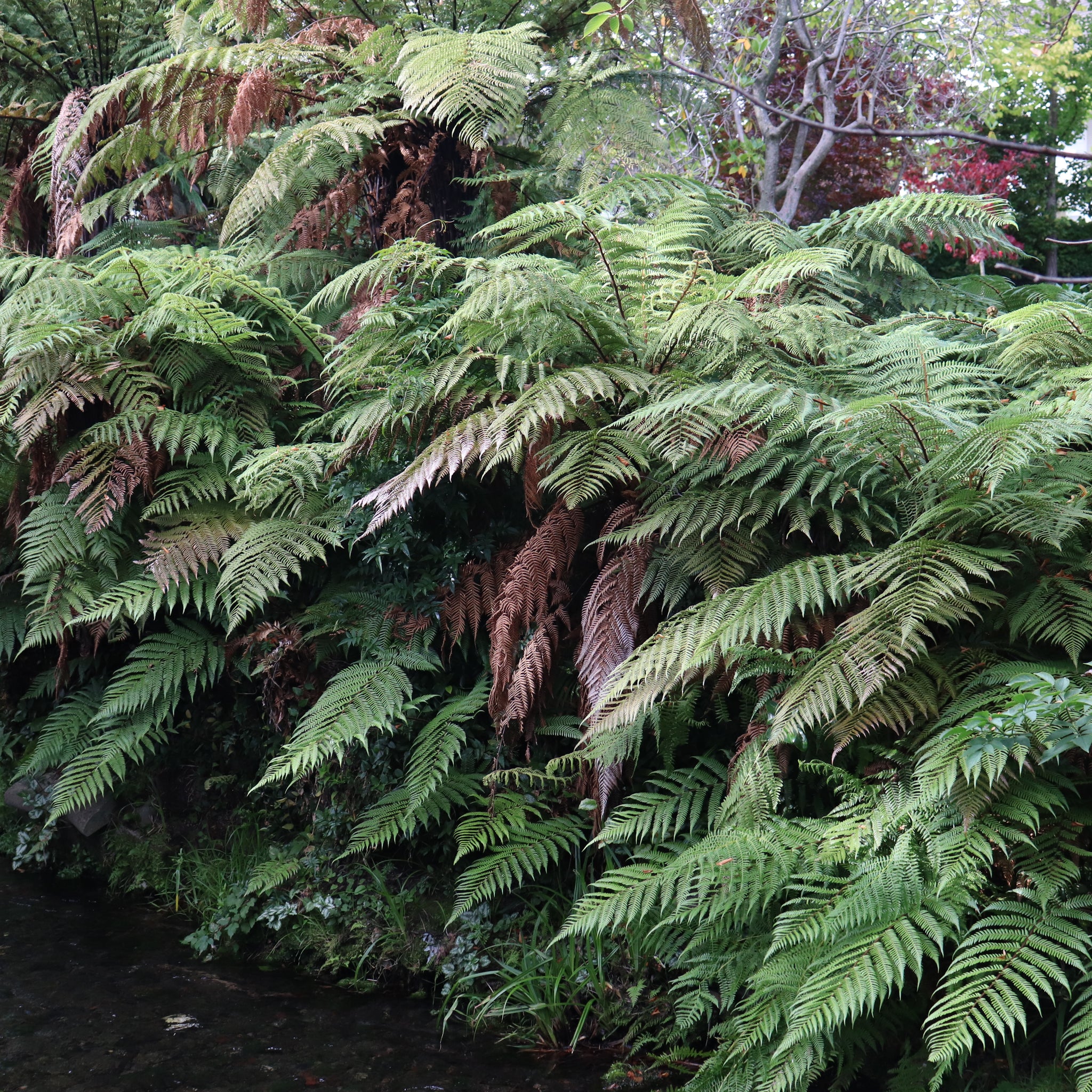 Dicksonia squarrosa – Texture Plants, Landscapes, Lush Lawns Christchurch