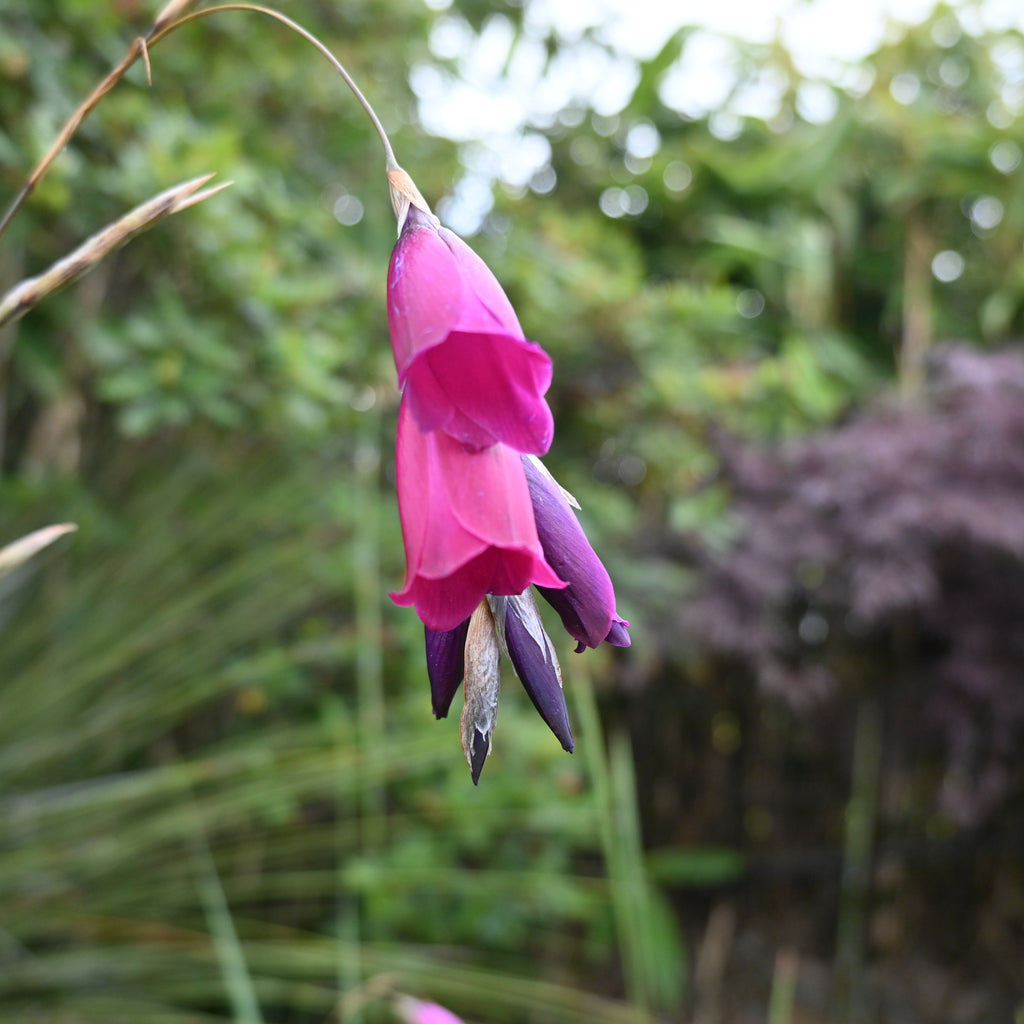 Dierama pulcherrimum Image
