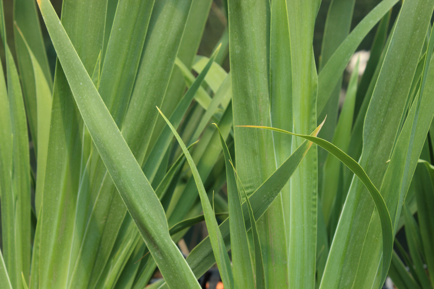 Dietes Robinsoniana