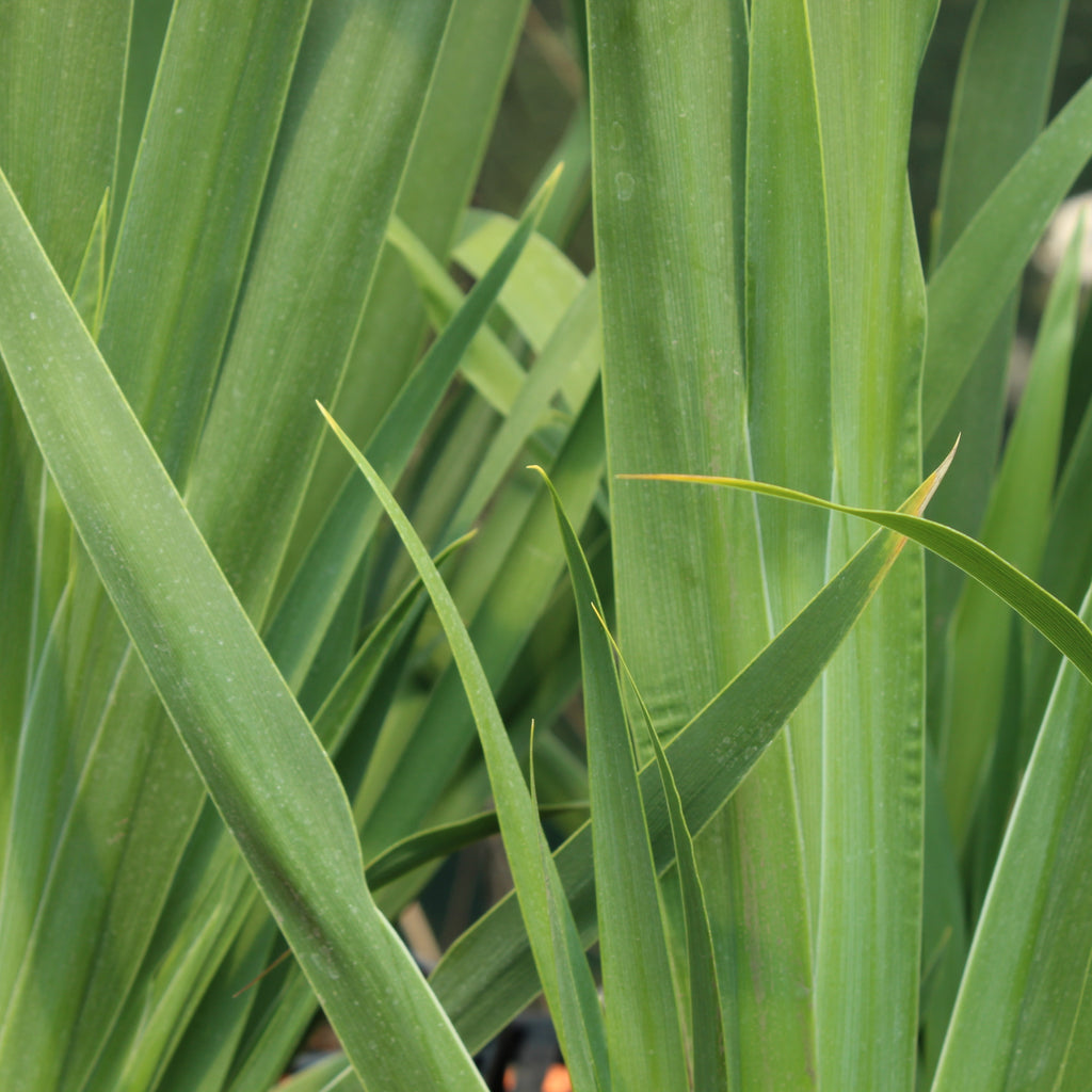 Dietes Robinsoniana Image