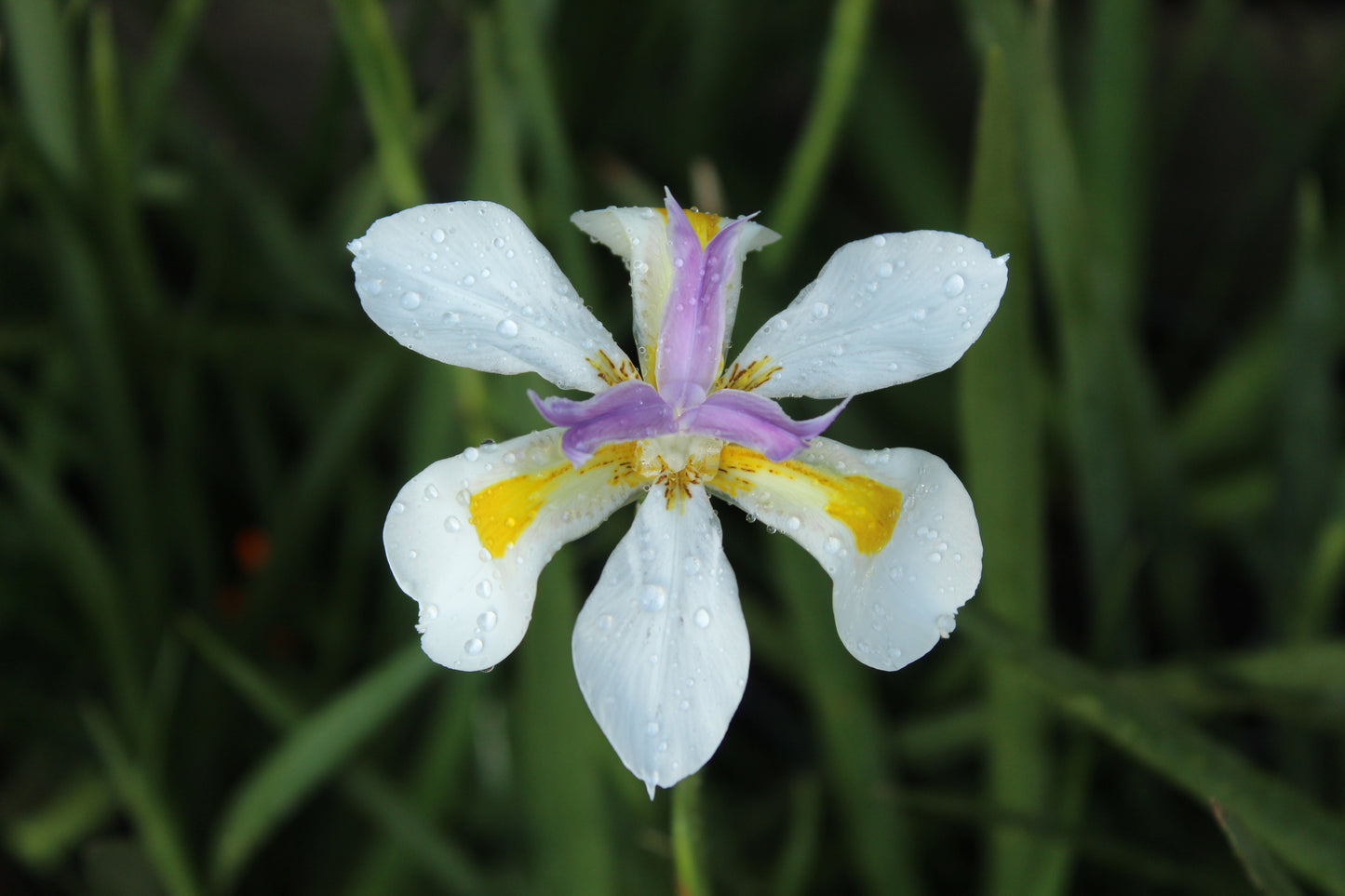 Dietes grandiflora_.