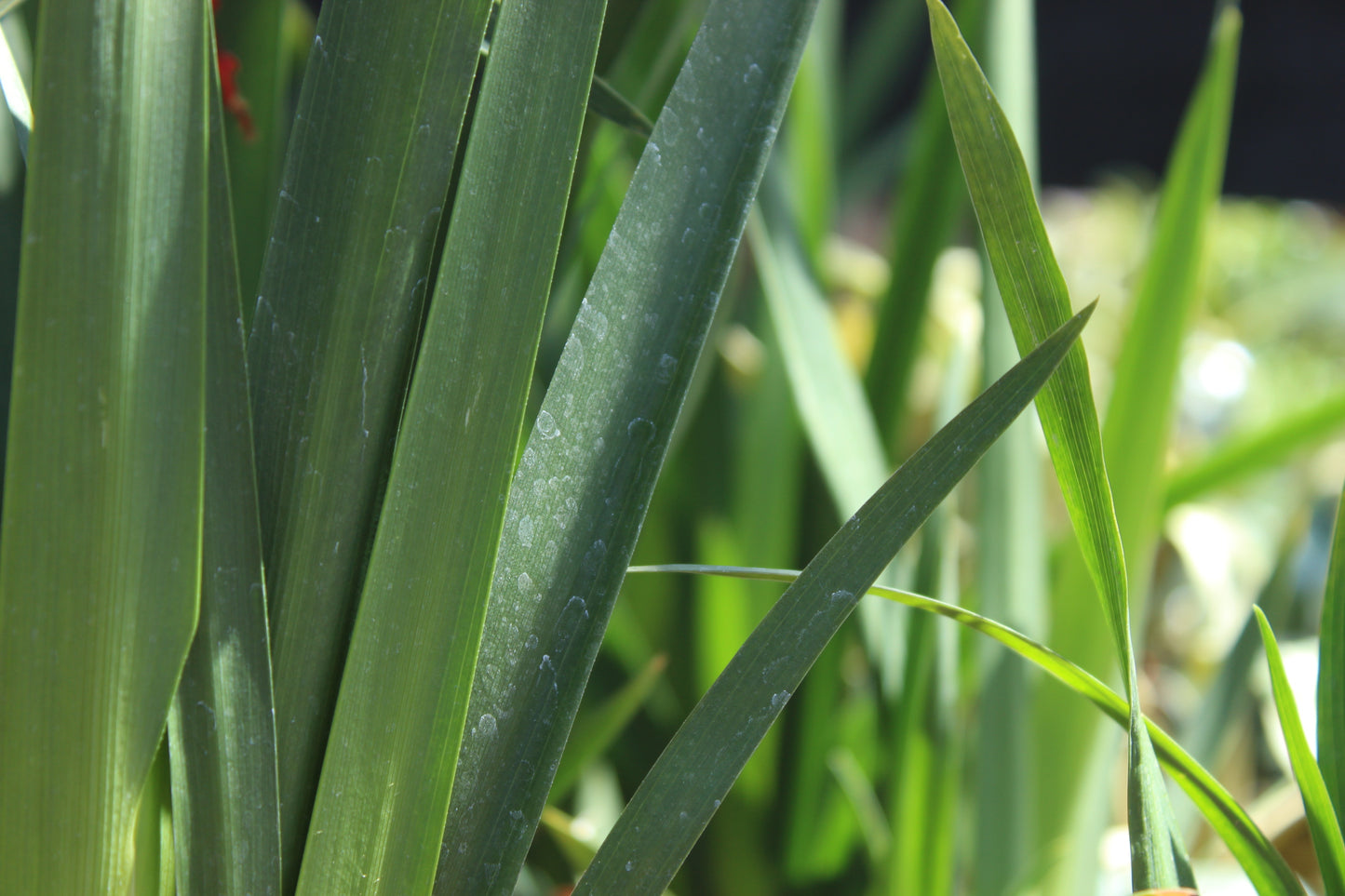 Dietes grandiflora 2