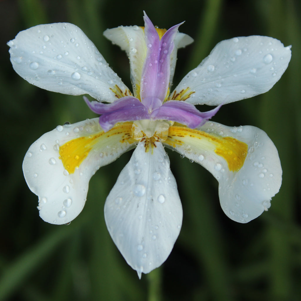 Dietes grandiflora Image