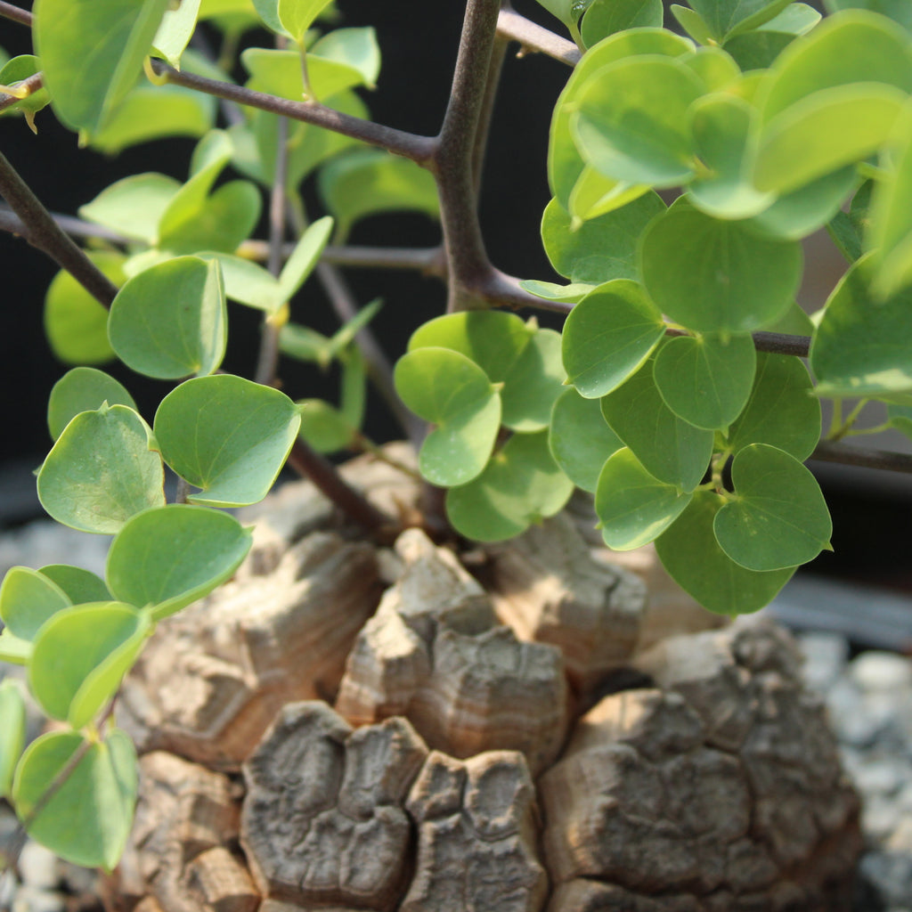 Dioscorea species Image