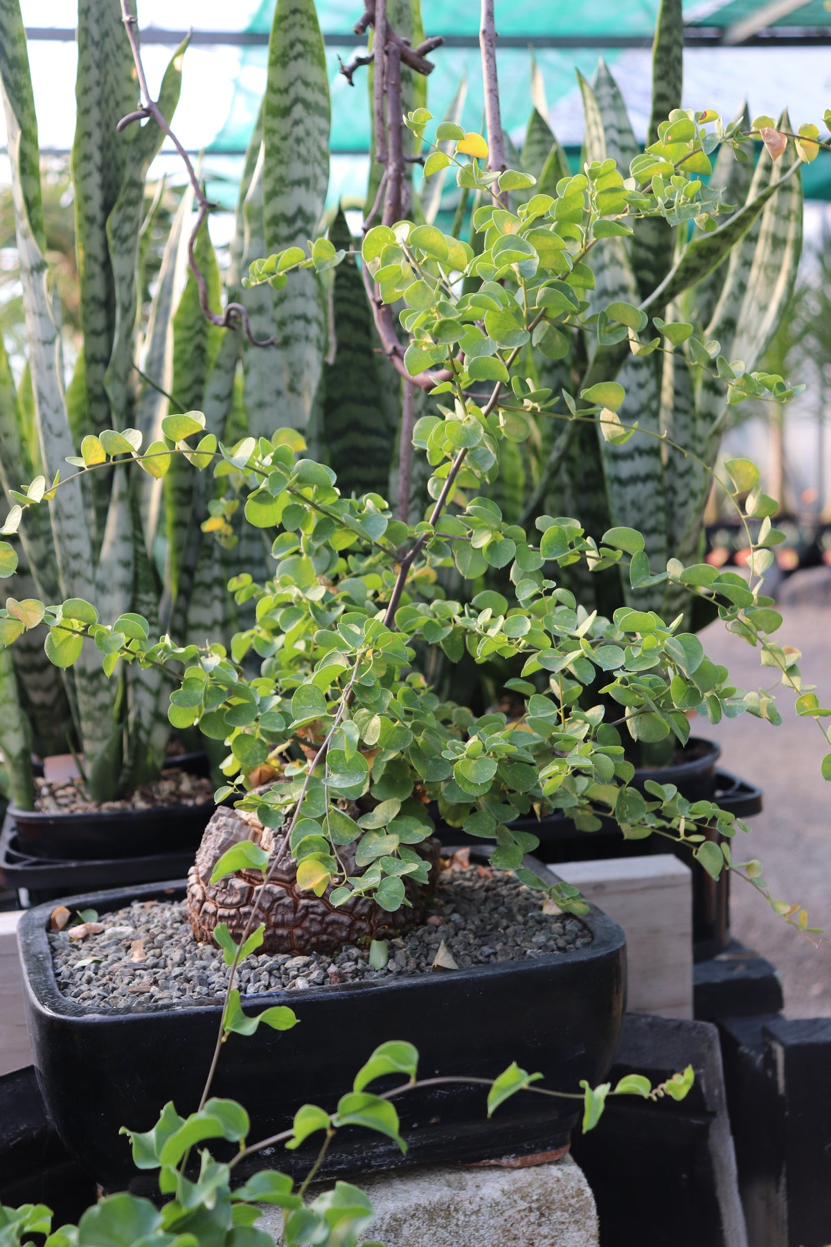 Tugi Root Dioscorea species โ Texture Plants, Landscapes, Lush Lawns Christchurch