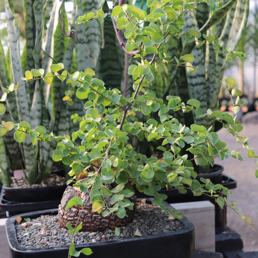 Dioscorea species Image