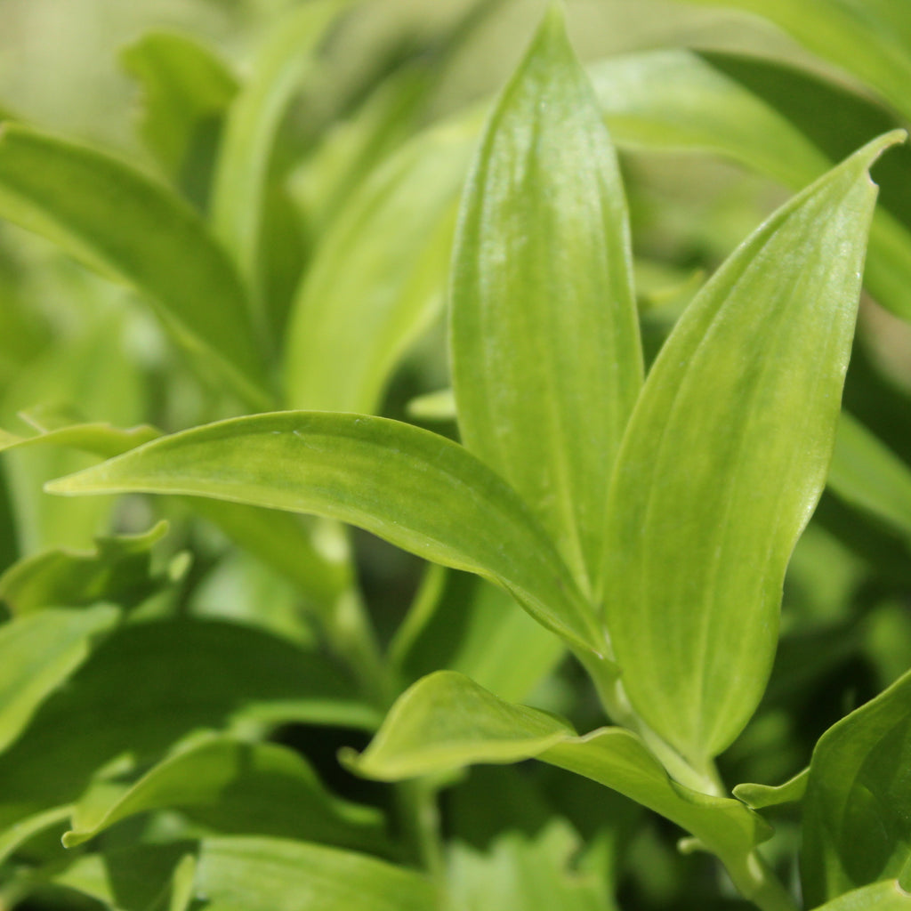 Disporopsis pernyi Image