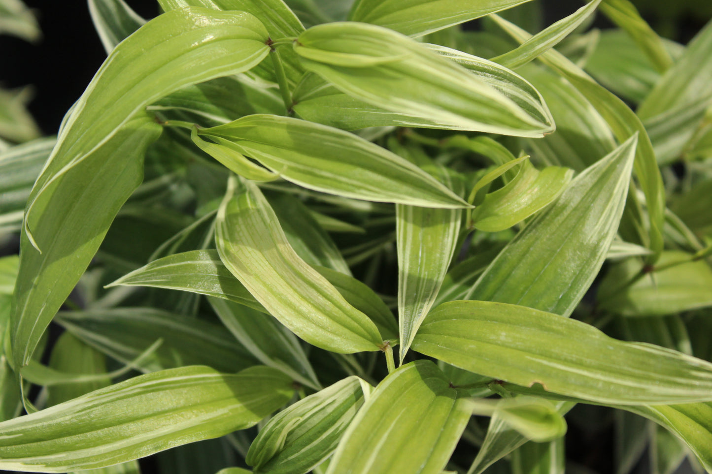 Disporum Sessile Variegata