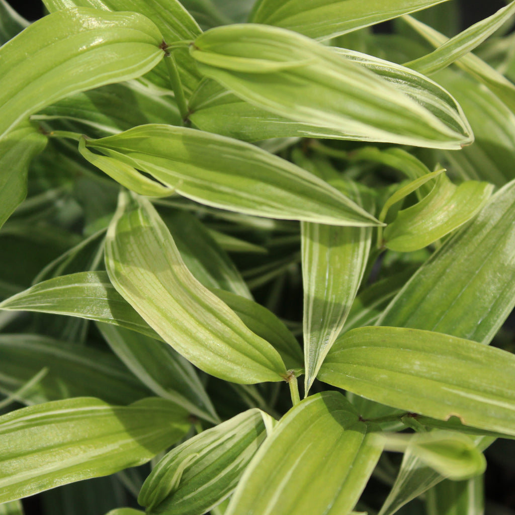 Disporum Sessile Variegata Image