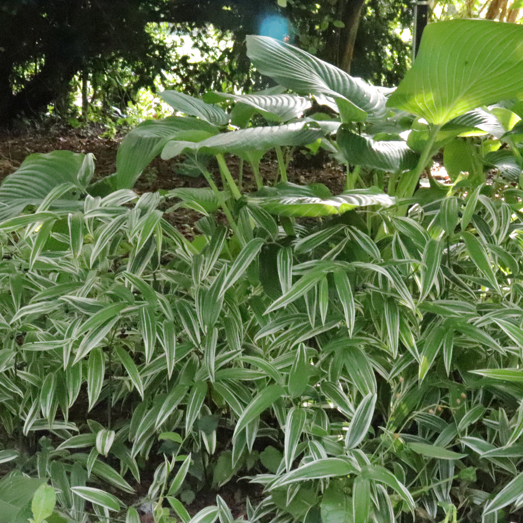 Disporum Sessile Variegata Image