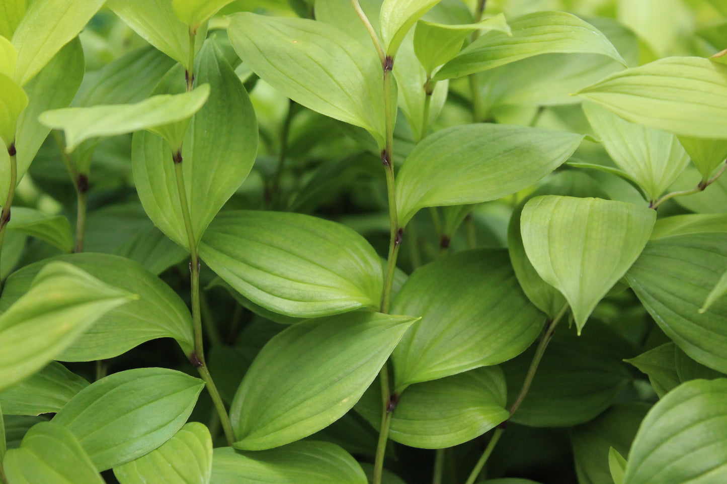 Disporum Sessile ssp flavens