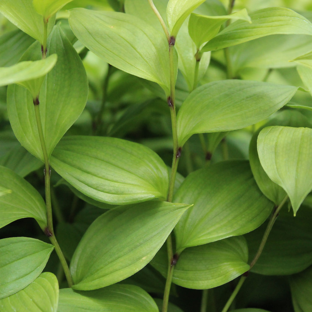 Disporum Sessile ssp flavens Image