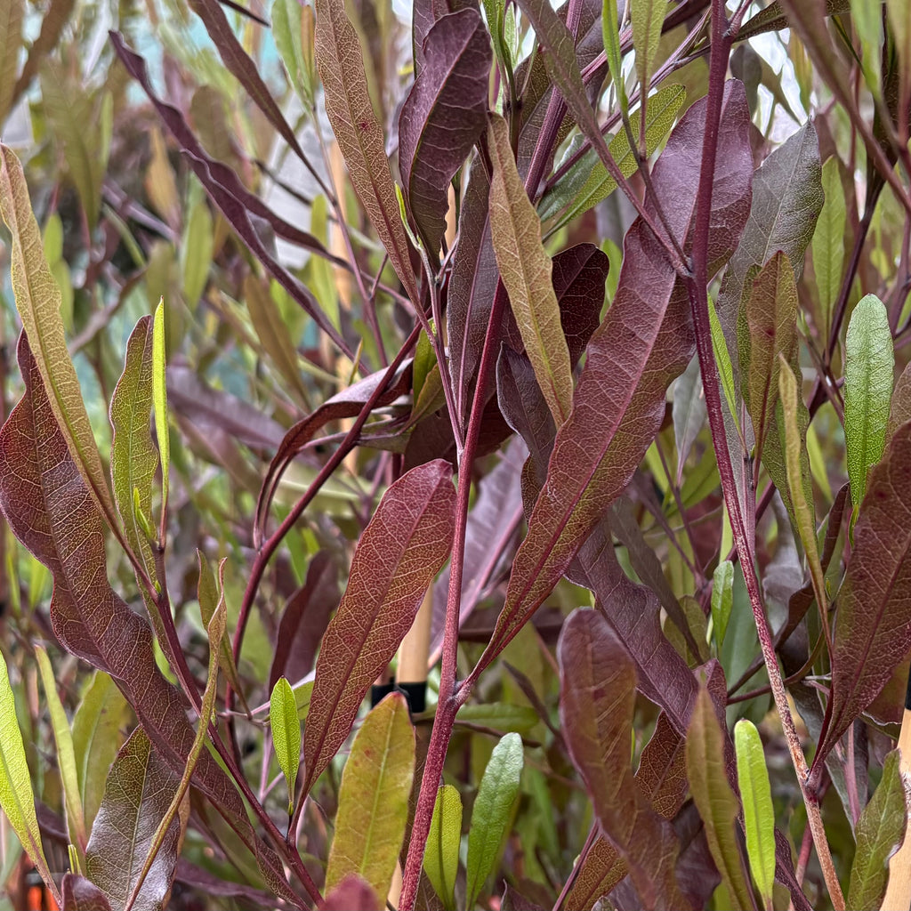 Dodonaea viscosa Purpurea Image