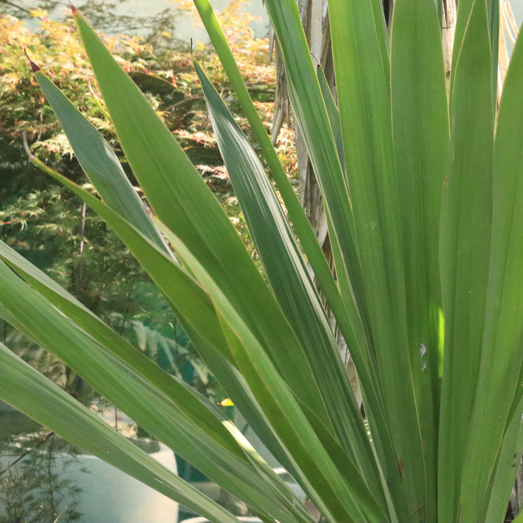 Doryanthes palmeri Image