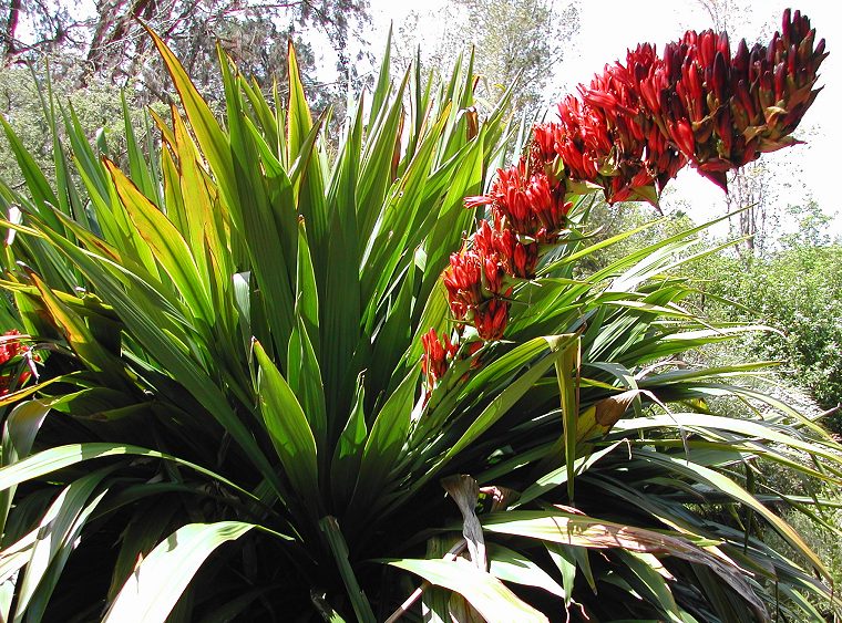 Doryanthes palmeri